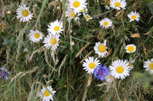 En svensk surrande sommaräng för din egen trädgåd.